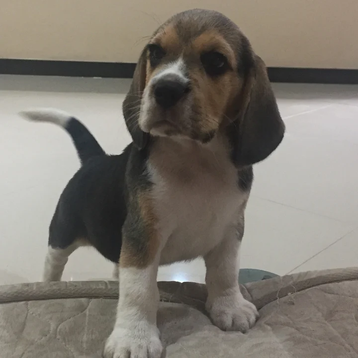 Beagle - foto 2