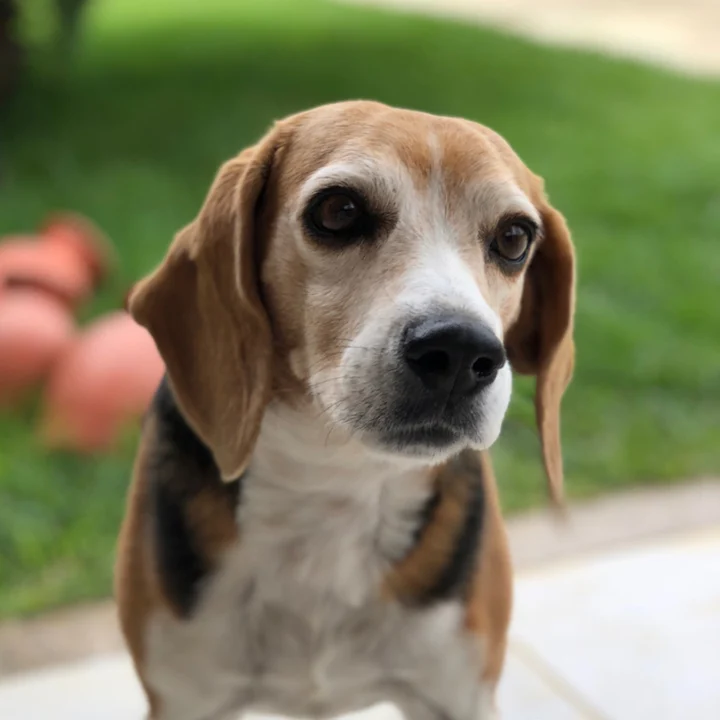 Beagle - foto 3