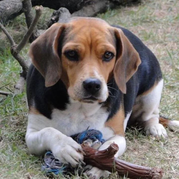 Beagle - foto 4