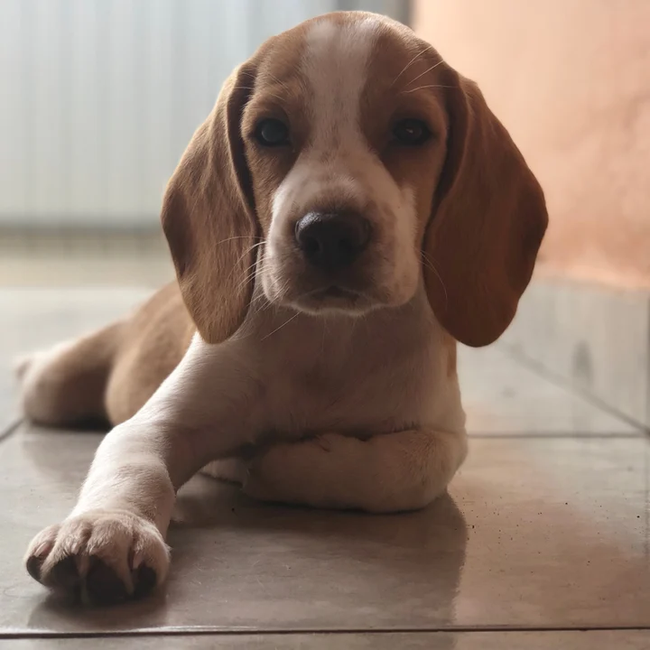 Beagle - foto 5