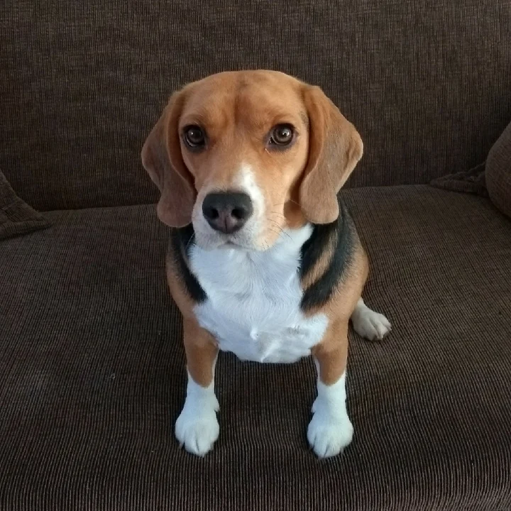 Beagle - foto 6