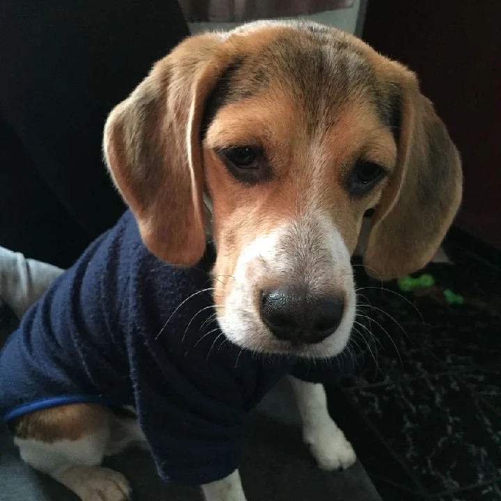 Beagle - foto 7