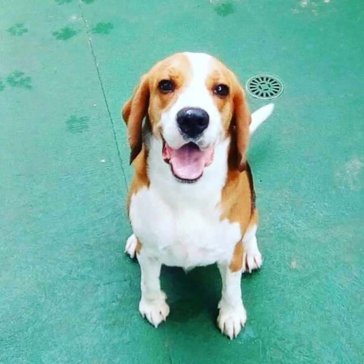 Beagle - foto 8