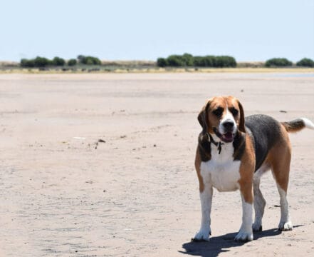 Beagle Harrier - foto 1