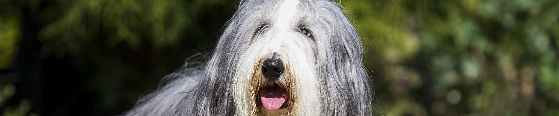Bearded Collie: o guia mais completo que você vai encontrar
