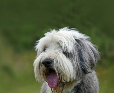 Bearded Collie - foto 1