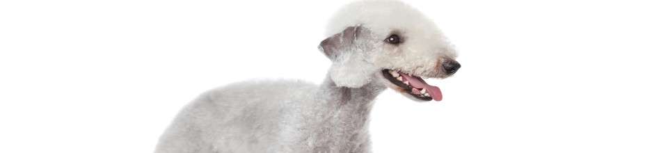Bedlington Terrier: o guia definitivo sobre o cão-ovelha