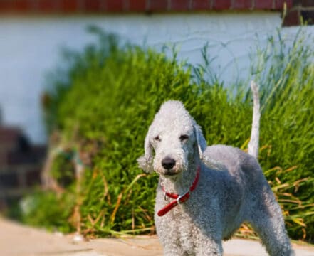 Bedlington Terrier - foto 1