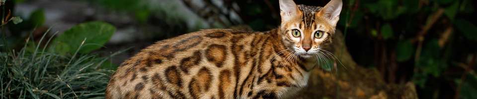 Bengal: o guia completo do gato que parece um leopardo