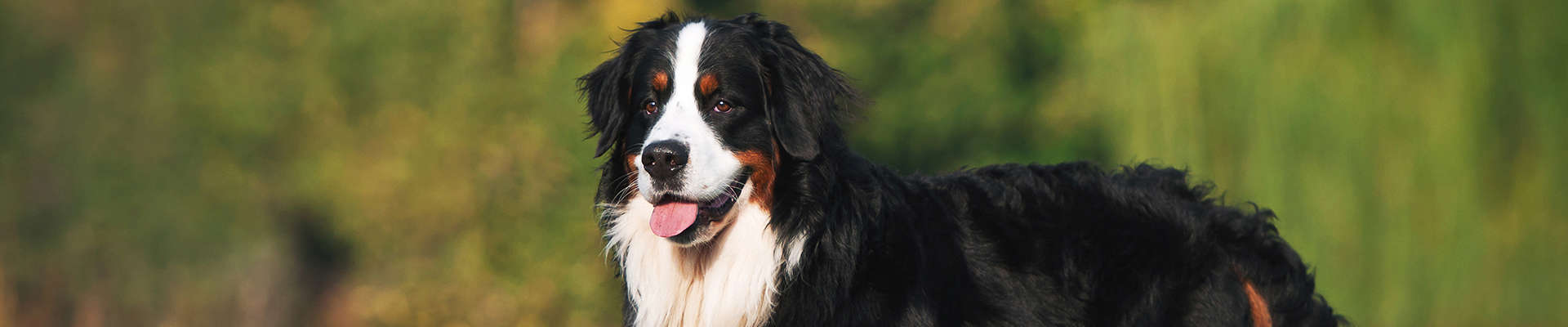 Bernese Mountain Dog: o guia mais completo que você vai encontrar