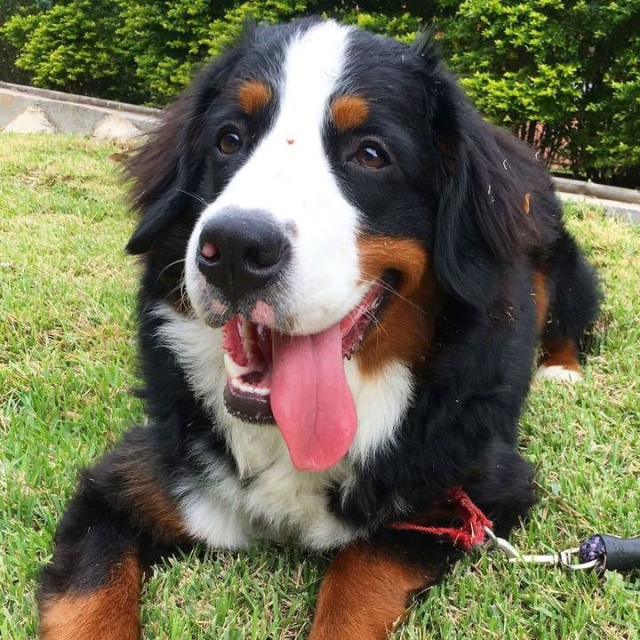 Bernese Mountain Dog - foto 1