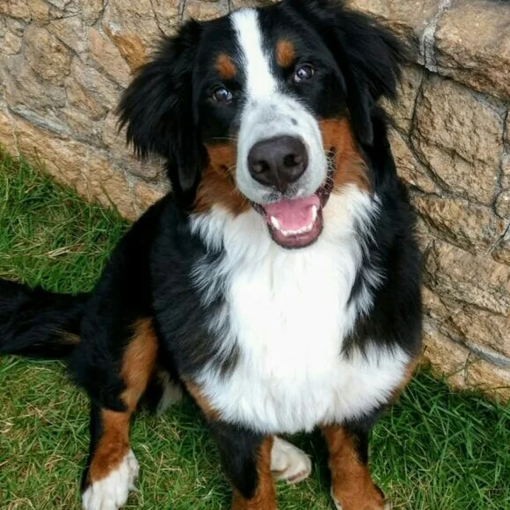Bernese Mountain Dog - foto 2