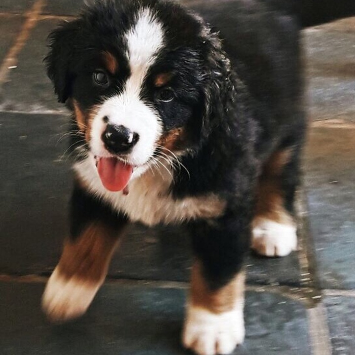 Bernese Mountain Dog - foto 3