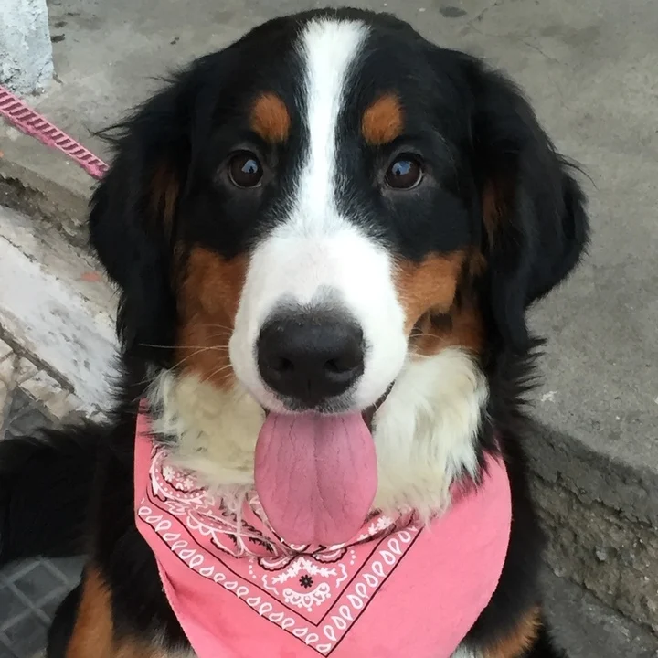 Bernese Mountain Dog - foto 4