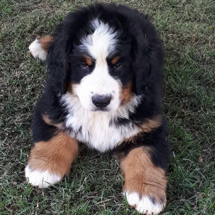 Bernese Mountain Dog - foto 5