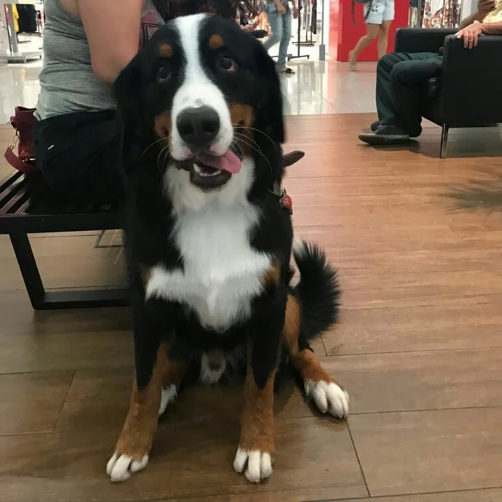 Bernese Mountain Dog - foto 6