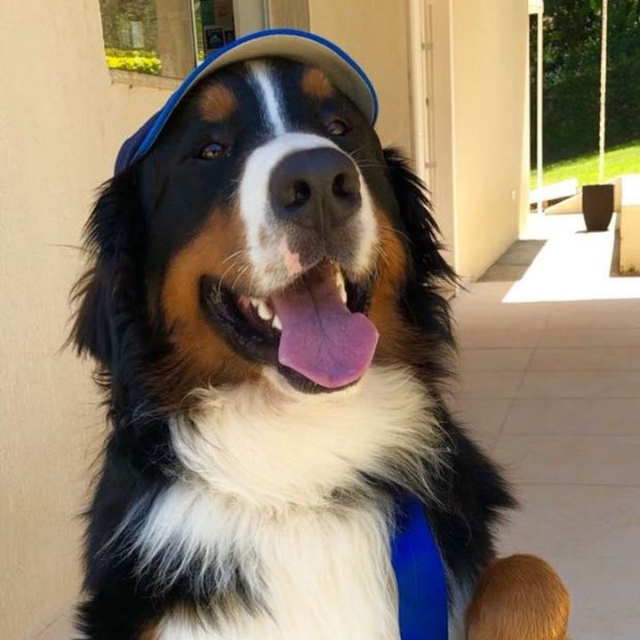 Bernese Mountain Dog - foto 7