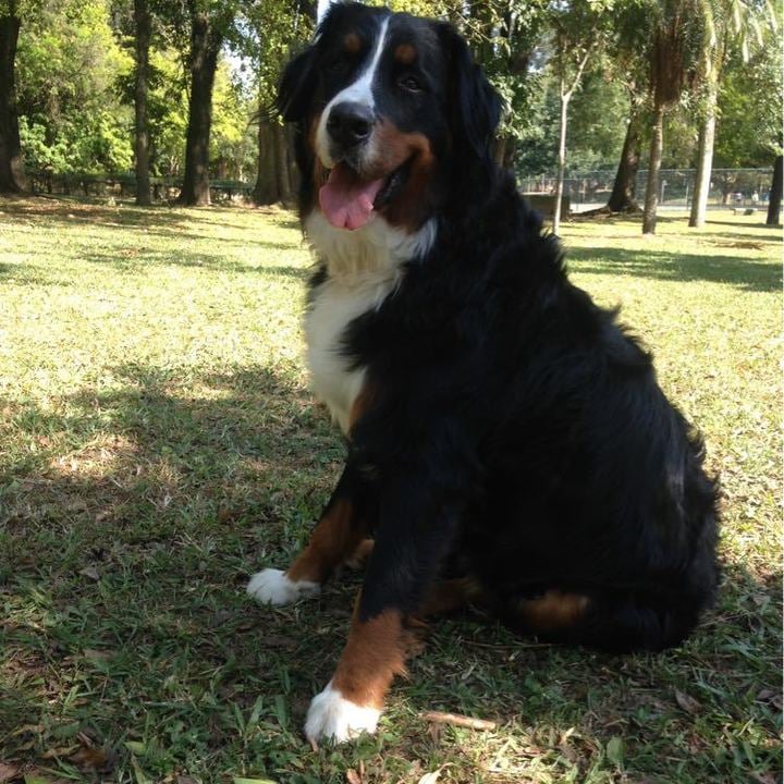 Bernese Mountain Dog - foto 8
