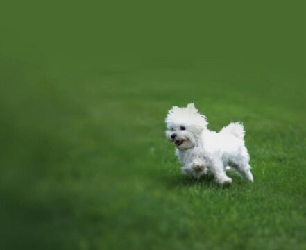 Bichon Bolonhês - foto 1