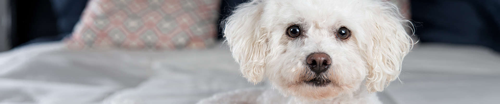 Bichon Frisé: a bolinha de pelos que vai roubar seu coração