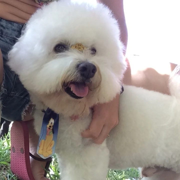 Bichon Frisé - foto 1