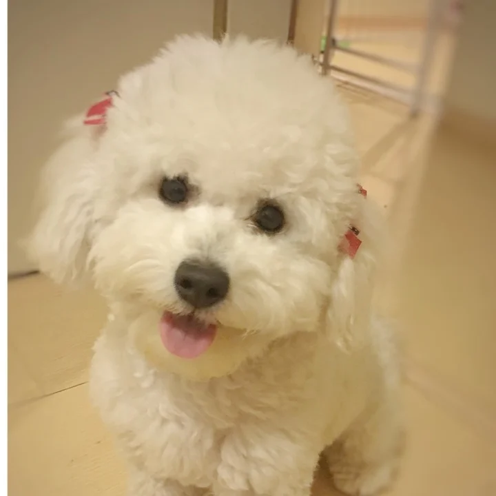 Bichon Frisé - foto 2