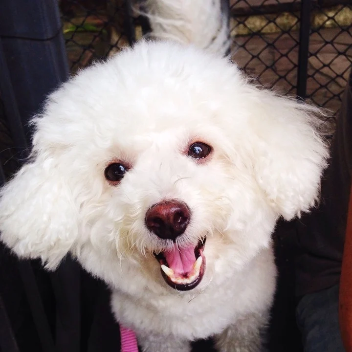 Bichon Frisé - foto 3