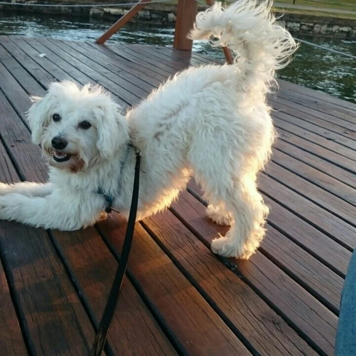 Bichon Frisé - foto 4