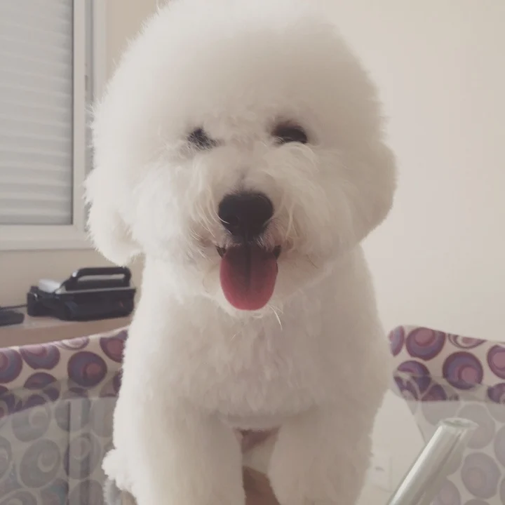 Bichon Frisé - foto 5