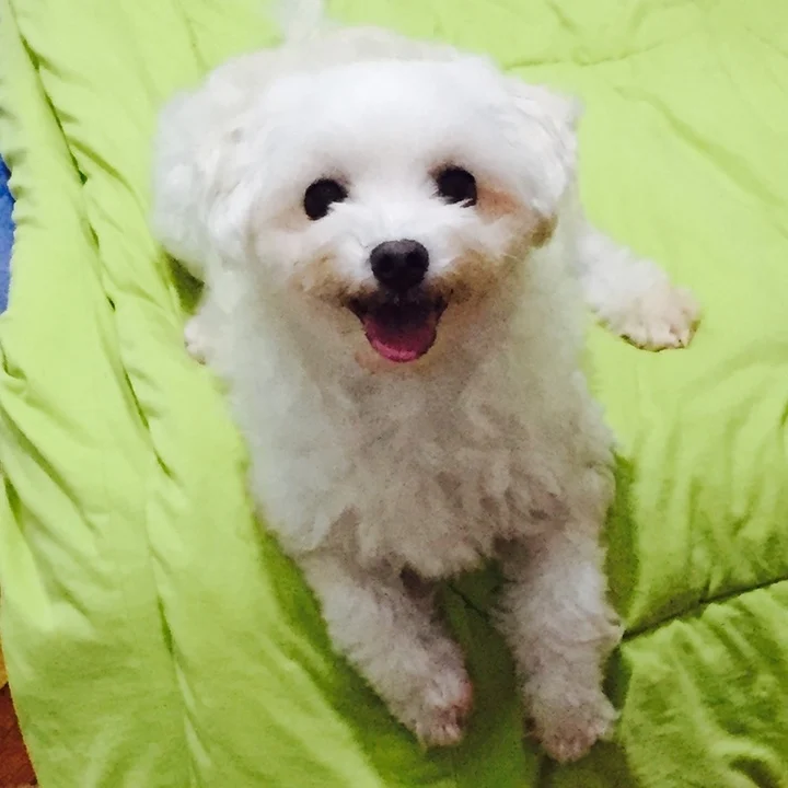 Bichon Frisé - foto 6