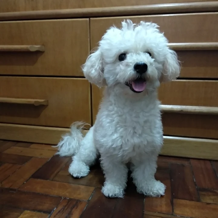 Bichon Frisé - foto 7
