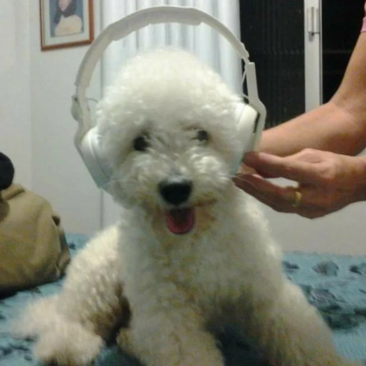Bichon Frisé - foto 8