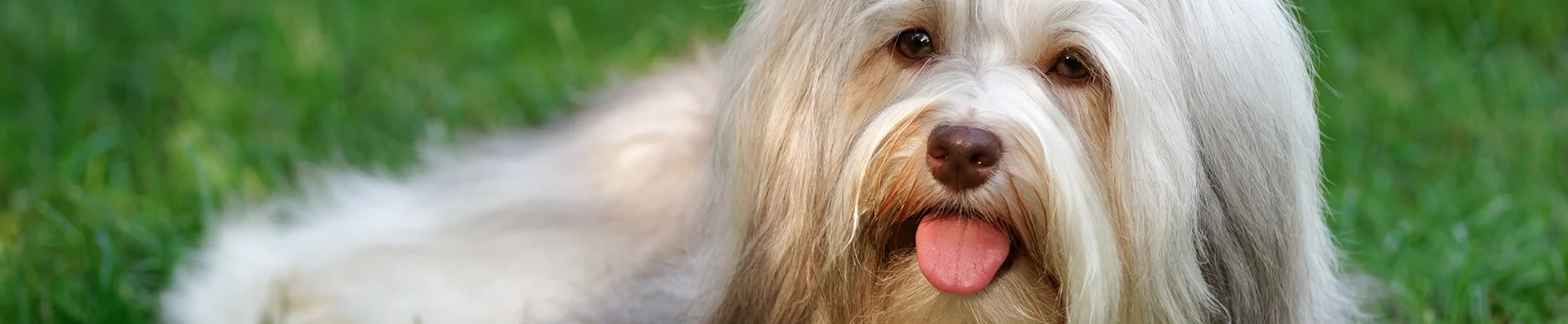 Bichon Havanês: o cubano que conquistou o mundo