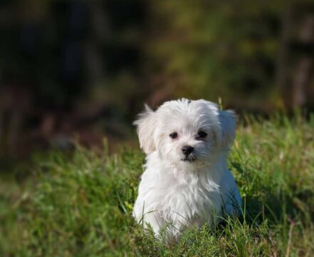 Bichon Havanês - foto 1