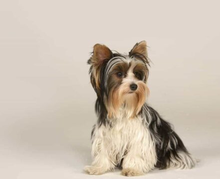 Biewer Terrier - foto 1