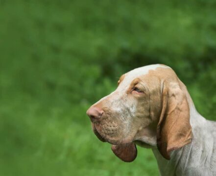 Bloodhound - foto 1