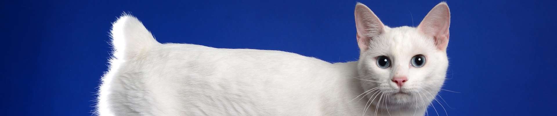 Bobtail Japonês: o gato da sorte que vai conquistar seu coração