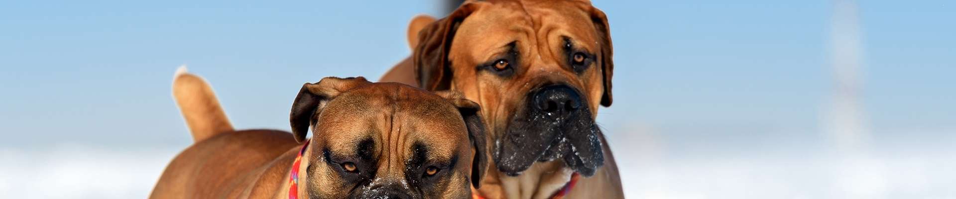 Boerboel: o guia mais completo que você vai encontrar