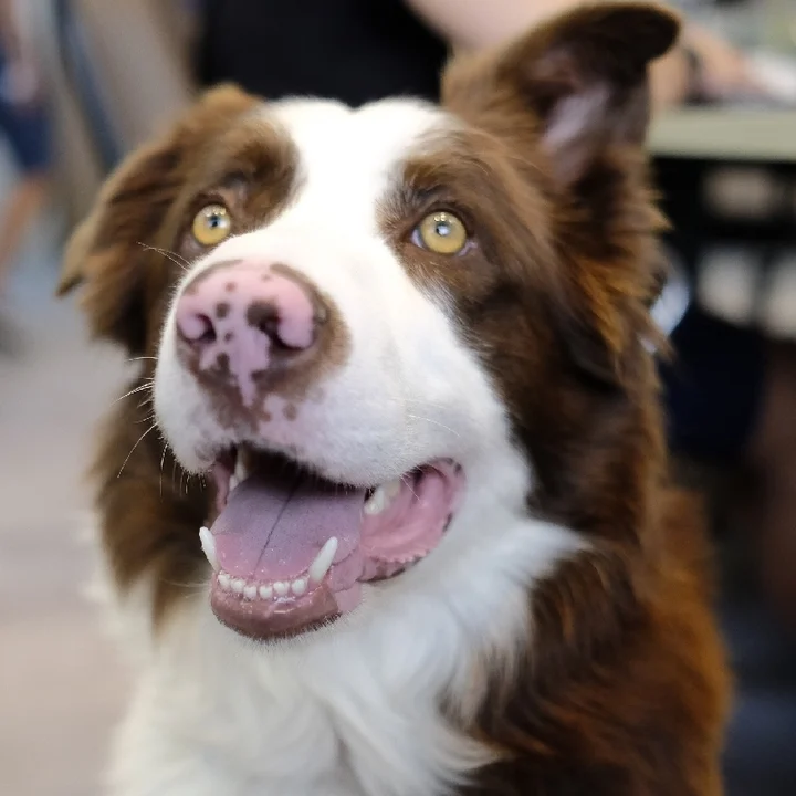 Cachorro Border Collie: conheça mais detalhes sobre a raça - foto 1