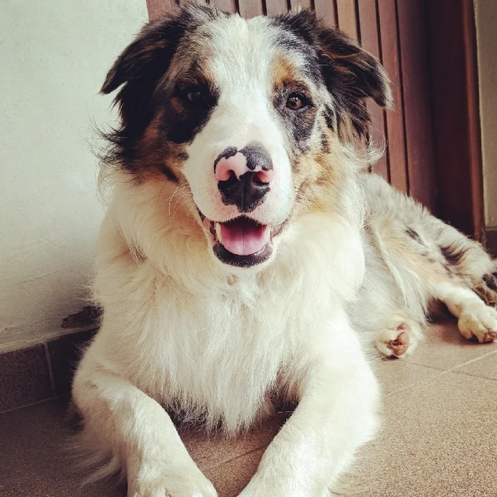 Cachorro Border Collie: conheça mais detalhes sobre a raça - foto 2