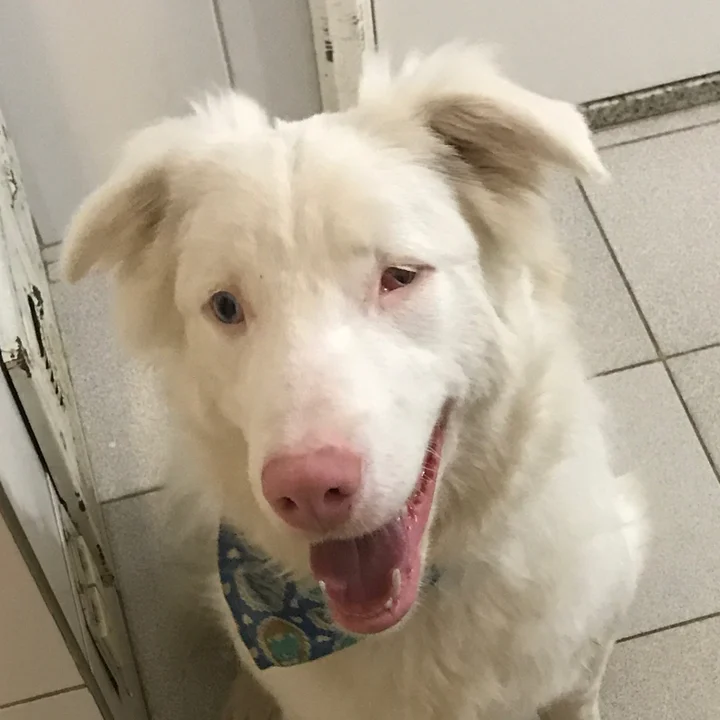 Cachorro Border Collie: conheça mais detalhes sobre a raça - foto 3