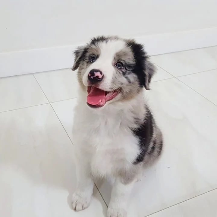 Cachorro Border Collie: conheça mais detalhes sobre a raça - foto 4