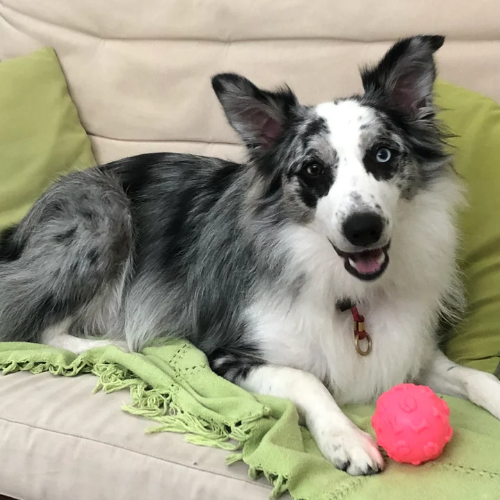 Cachorro Border Collie: conheça mais detalhes sobre a raça - foto 5