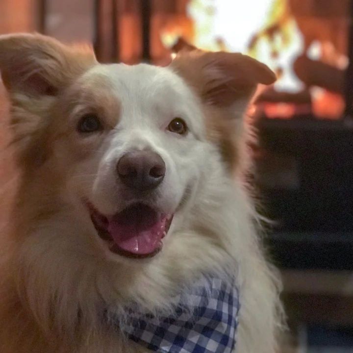 Cachorro Border Collie: conheça mais detalhes sobre a raça - foto 6