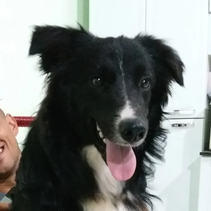 Cachorro Border Collie: conheça mais detalhes sobre a raça - foto 7