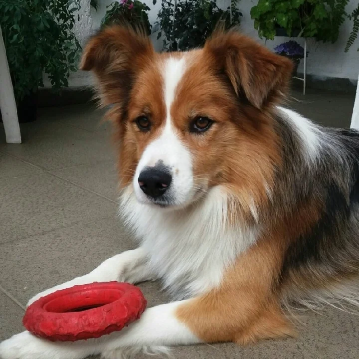 Cachorro Border Collie: conheça mais detalhes sobre a raça - foto 8