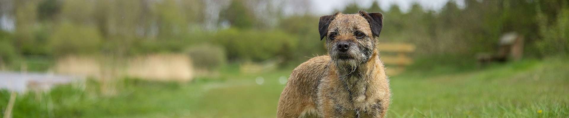 Border Terrier: um cão de fronteira, sem limites de personalidade