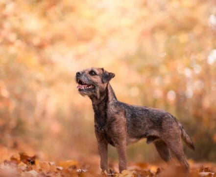 Border Terrier - foto 1
