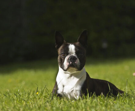 Boston Terrier - foto 1