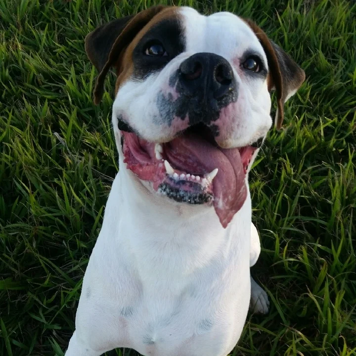 Cachorro Boxer - foto 1